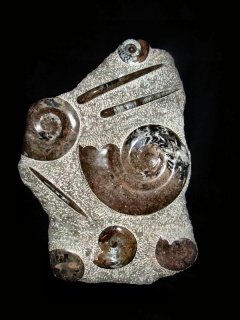 amonit, ortoceras