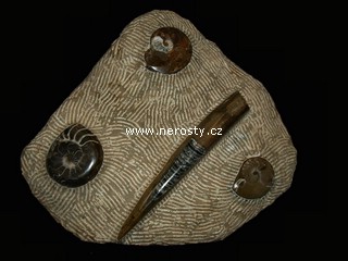 amonit, ortoceras