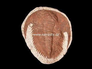 trilobit, paradoxides