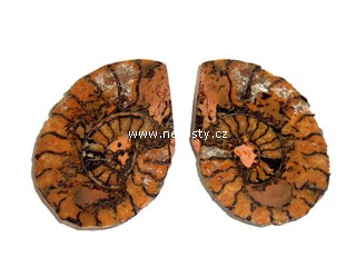 amonit, discoclymenia sp.