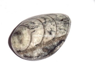 ortoceras