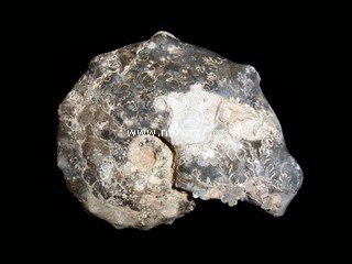 amonit, mammites nodosoides