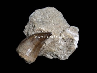zub, mosasaurus anceps