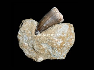 zub, mosasaurus anceps