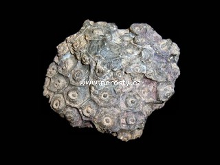 korál, hexagonaria sp.