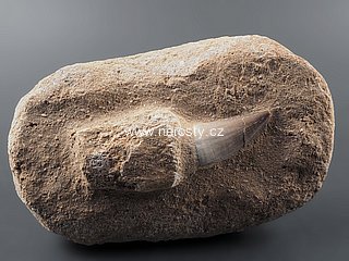 zub, mosasaurus anceps