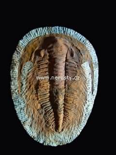 trilobit, paradoxides