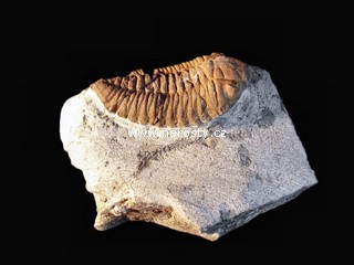 trilobit, více neurčeno
