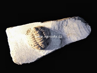 trilobit, více neurčeno