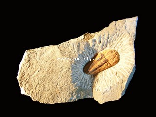 trilobit, termierella