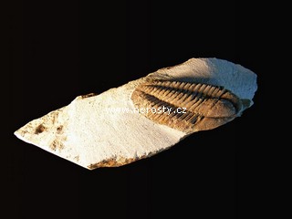 trilobit, více neurčeno