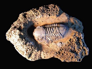 trilobit, asaphus