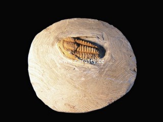 trilobit, více neurčeno