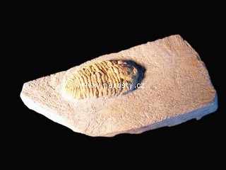 trilobit, více neurčeno