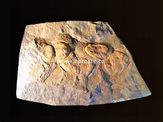 trilobit, asaphus