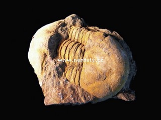 trilobit, illaenus sp.