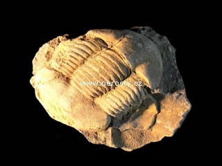 trilobit, illaenus sp.