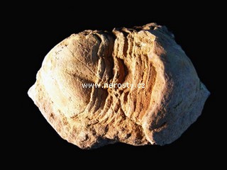 trilobit, illaenus sp.