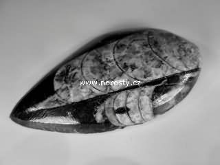 ortoceras
