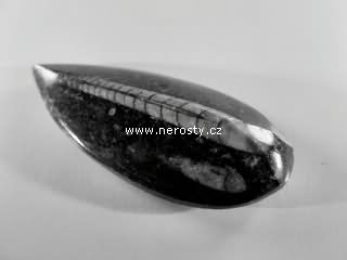 ortoceras
