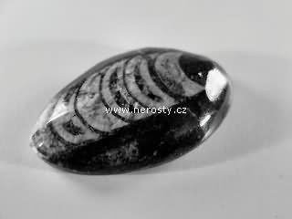 ortoceras