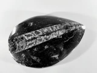 ortoceras