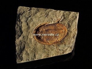 trilobit, asaphus sp.