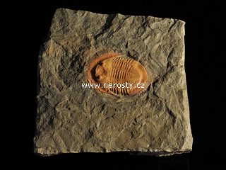 trilobit, asaphus sp.