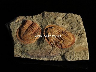 trilobit, asaphus sp.