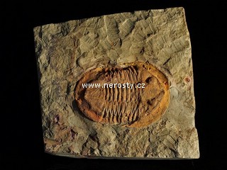 trilobit, asaphus sp.