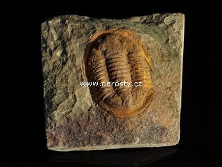 trilobit, asaphus sp.