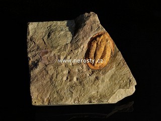 trilobit, asaphus sp.