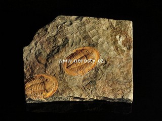 trilobit, asaphus sp.