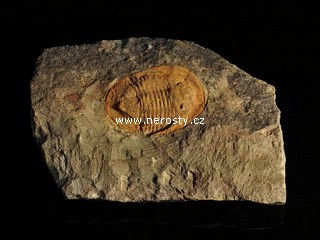 trilobit, asaphus sp.