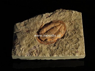 trilobit, asaphus sp.