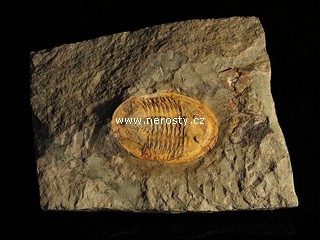 trilobit, asaphus sp.