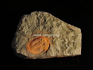 trilobit, asaphus sp.