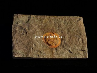 trilobit, asaphus sp.
