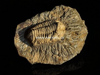 trilobit, flexicalymene