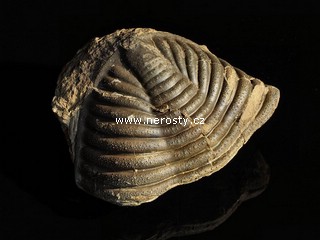 trilobit, burmeisterella armata
