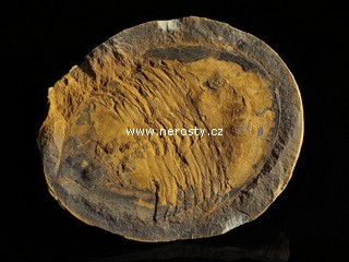 trilobit, asaphus sp.