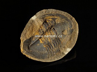 trilobit, asaphus sp.