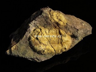 trilobit, illaenus sp.