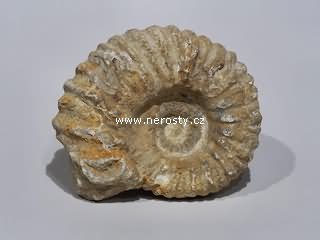 amonit, mantelliceras sp.