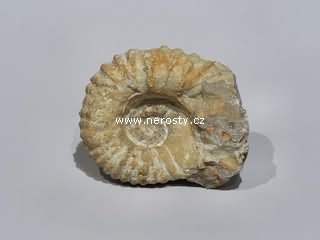 amonit, mantelliceras sp.