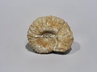 amonit, mantelliceras sp.