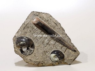 amonit, ortoceras