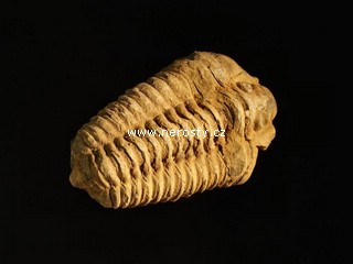 trilobit, flexicalymene