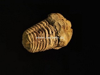 trilobit, flexicalymene