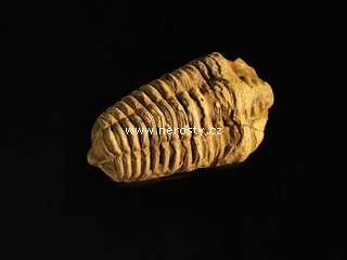 trilobit, flexicalymene